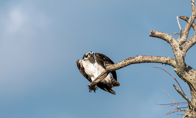 Osprey perched on a tree limb Tampa Florida