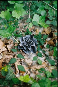 Black Ceramic Flower