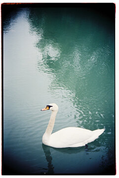 Elegant Swan Swimming in Tranquil Blue Water at Dawn.