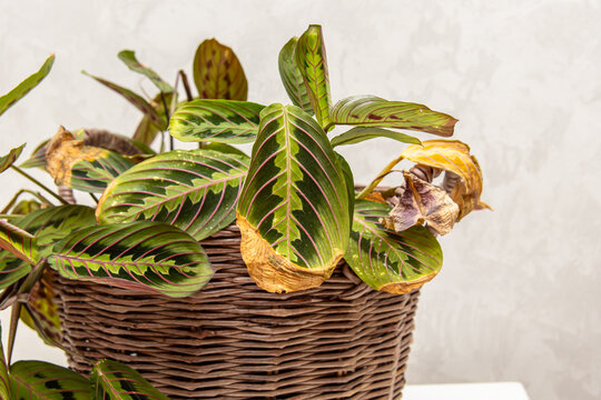 Growing maranta in a wicker planter. Plant diseases. White fungal spots on the leaves