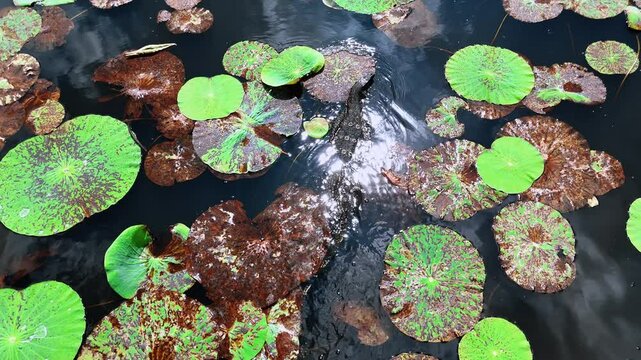 Big varanus Salvator swimming by the river covered with water lily leaves. Following dragon reptile moving among the plants. Top view.