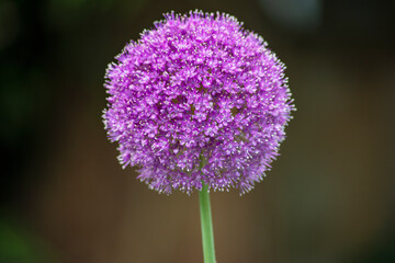 allium flower