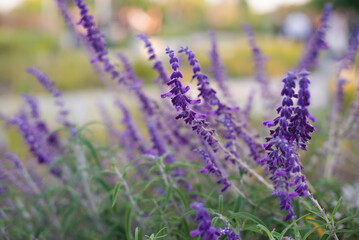 Fototapeta premium Flores de Jardin