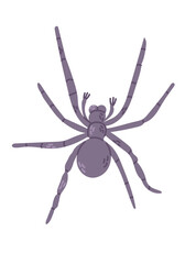 Hand drawn spider in flat style. Scary insect isolated on white background. Cute design for Halloween. Good for stickers, decoration