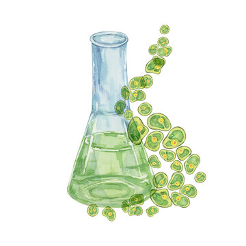 watercolor beaker green algae science experiment clip art preview