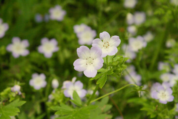 Small flower closeup