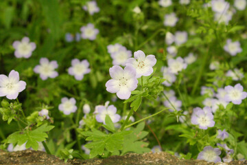 Flowers along the sidewalk