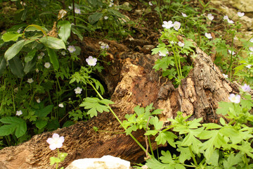 Overgrowth of greenery and flowers