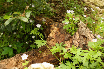 Overgrowth of greenery and flowers