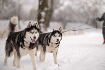 Women walk their husky dogs in the park in winter.