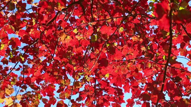 Go.maple Images – Browse 4,745 Stock Photos, Vectors, and Video | Adobe ...