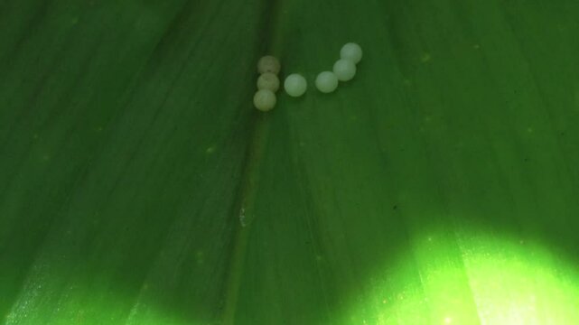 Butterfly Egs on a large green leaf