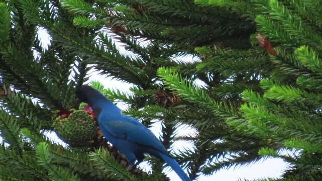 The azure jay (Cyanocorax caeruleus) eating nuts of  Araucaria angustifolia, near-threatened species.