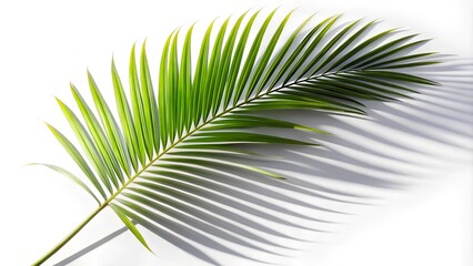 Fototapeta premium palm leaf isolated on white