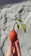 A hand holding a ripe red pear on a white background.