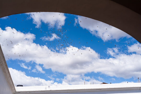 Flock of birds crossing the sky 