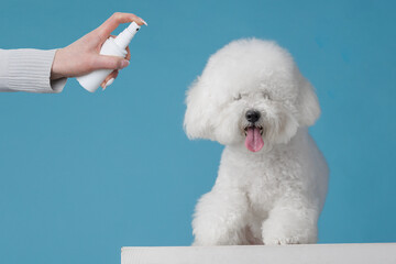 owner treats white dog with spray against parasites, on clear blue background, animal treatment