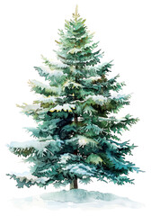 Fototapeta premium PNG Watercolor evergreen tree illustration