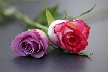 close-up view of two lying roses purple and red on a gray background