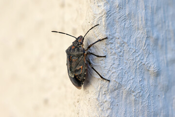 close-up side view from above of a marmorated stink bug on a white house wall 