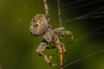 close-up view of a large brown crowned orb weaver in the net with a stick as prey and a green blurred background