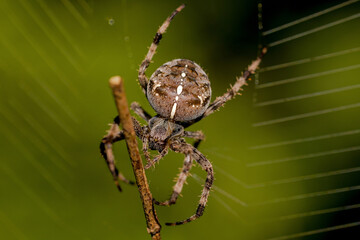 close-up view of a large brown crowned orb weaver in the net with a stick as prey and a green blurred background