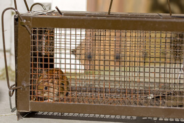 side view of a small brown house mouse caught in a live metal trap in sunny light