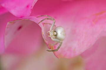 close-up of a white crab spider lurking for prey on a pink rose blossom