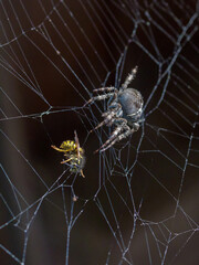 close-up view of a large brown crowned orb weaver in the net with a catched wasp and dark blurred background