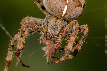 close-up view of a large brown crowned orb weaver with a small woodlouse as prey and a green blurred background 