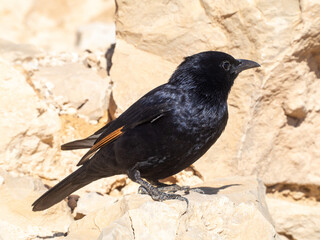 Tristram`s starling bird