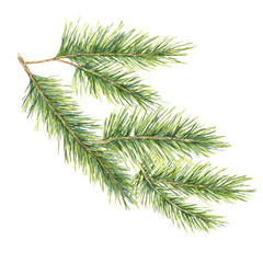 Obraz premium A green spruce branch with soft, realistic needles Fir, cedar, pine watercolor twig. Isolated clipart for holiday-themed projects, Christmas gift tags, winter merchandise, or nature-inspired designs