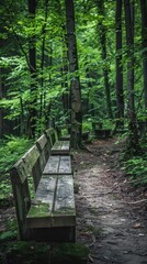 Obraz premium A line of weathered wooden benches nestled within a lush green forest during a tranquil day