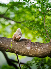 Portrait, monkey or Macaca on the Pithecellobium dulce trees in the forest park sleep and roll on the branch it enjoy relax happy alone, Khao Ngu Stone Park, Thailand. Leave space for text input