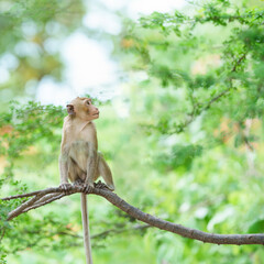 Portrait, Monkey or Macaca in forest park sits on branch and is enjoying, lonely, absentminded and imagination. At Khao Ngu Stone Park, Ratchaburi, Thailand. Leave free space for banner text input.