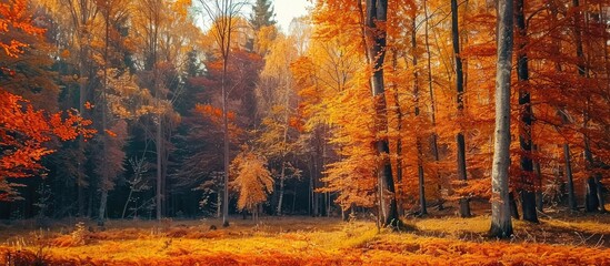 Scenic Autumn Landscape with Nature Backdrop