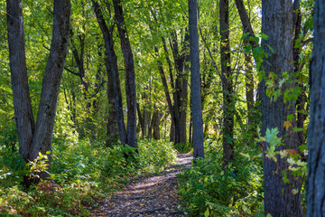 path in the forest