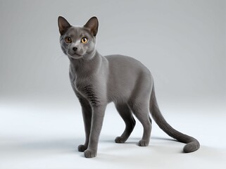 3D Illustration of An Adorable Korat Cat (Thai Cat).