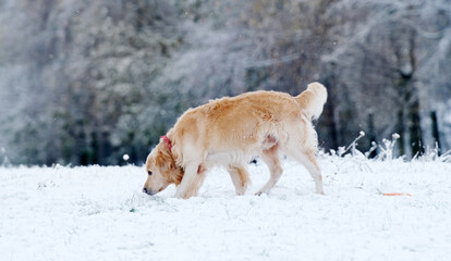 Adorable Golden Retriever Dog Walking An A Snow Field