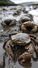 Clusters of crabs navigate through thick mud on a shoreline during low tide