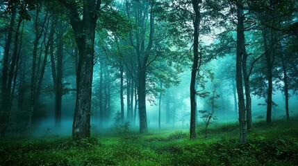 A misty forest scene with towering trees, evoking tranquility and mystery for nature enthusiasts.