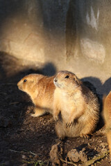 prairie dogs on the sun