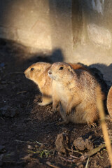 prairie dogs on the sun