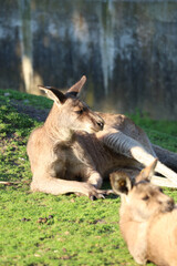 kangaroo relaxing and enjoying life