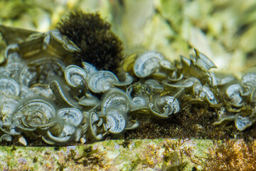Algae and corals in clear water in the shallows of a warm sea.