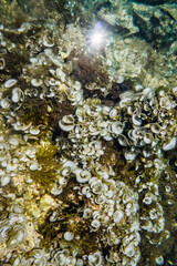Algae and corals in clear water in the shallows of a warm sea.