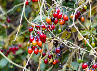 red berries on a bush