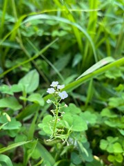 Wildflower