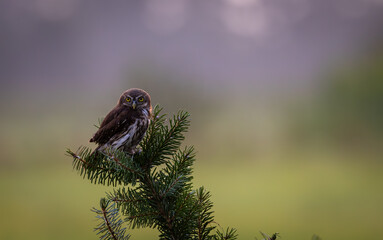 Pygmy owl on beautiful branch