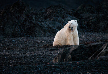 Polar bear at black pebble beach in Svalbard